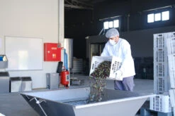 Grillfürst Feinkost - Olivenöl Niz Olive Memecik - Nativ Extra - Mehrfach International Preisgekrönt - 500ml 14 Grillfürst Feinkost - Olivenöl Niz Olive Memecik - Nativ Extra - Mehrfach International Preisgekrönt - 500ml -Outdoor-Grillladen Niz Olive Olivenoel Ernte September